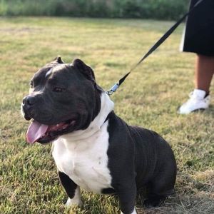 Meet your Posher, Guy